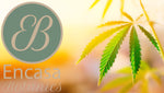 Experience Natural Healing with Encasa Botanics Full Spectrum CBD Oil